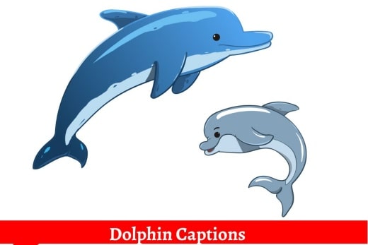 Dolphin Captions