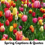 Spring Captions & Quotes