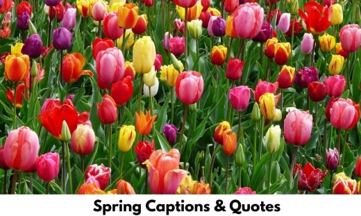 Spring Captions & Quotes